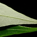 Avicennia marina subsp. var. eucalyptifolia (Grey Mangrove) ヒルギダマシ<br />Canon KDX (400D) + EFS60 F2.8 + SPEEDLITE 380EX